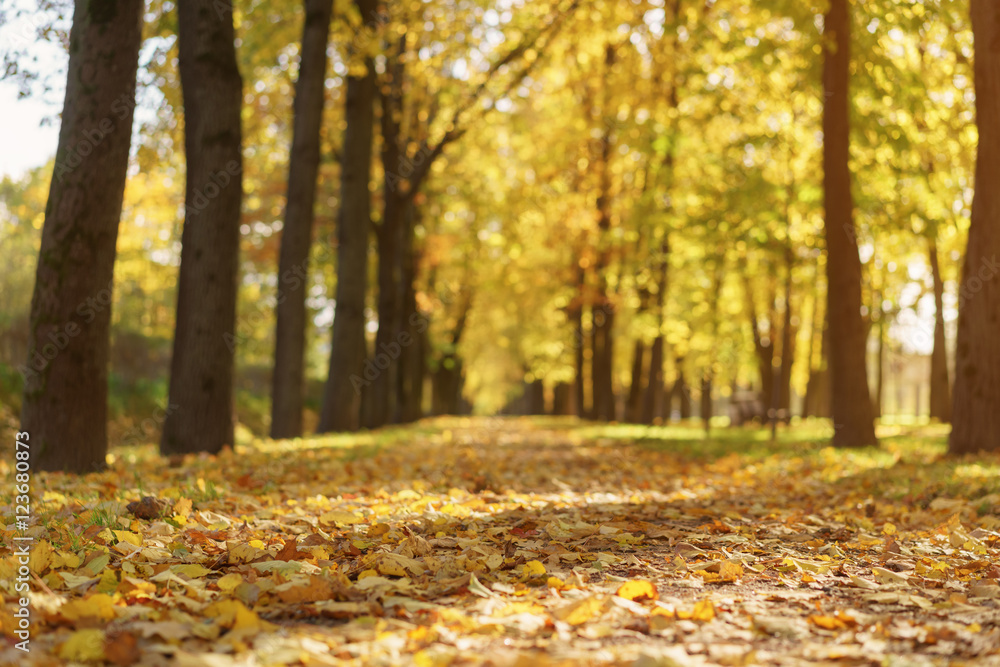 autumn town alley with golden fall trees and fallen leaves autumn town alley with golden fall trees and fallen leaves