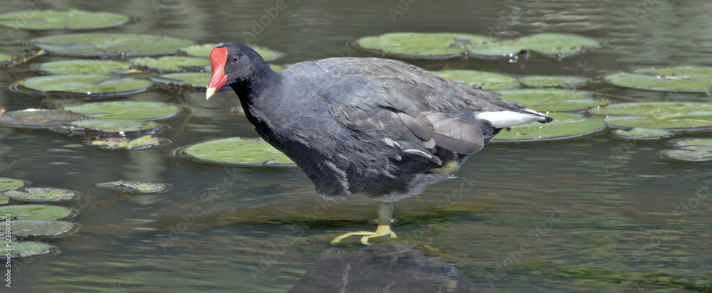 Moorhen resting on the shallow lake Moorhen resting on the shallow lake