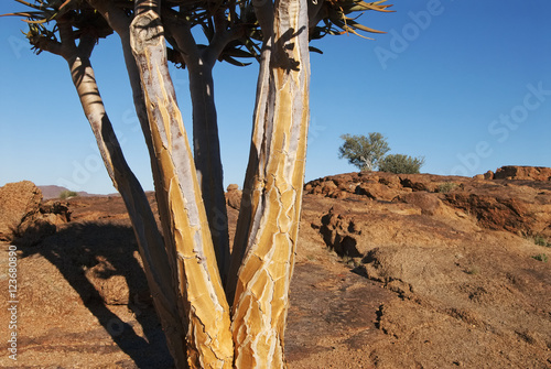 Quiver Tree, Aloe dichotoma, Augrabies Falls National Park, South Africa   © peterfodor