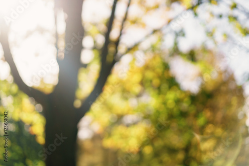 bokeh background of maple tree with bright autumn leaves in sunlight