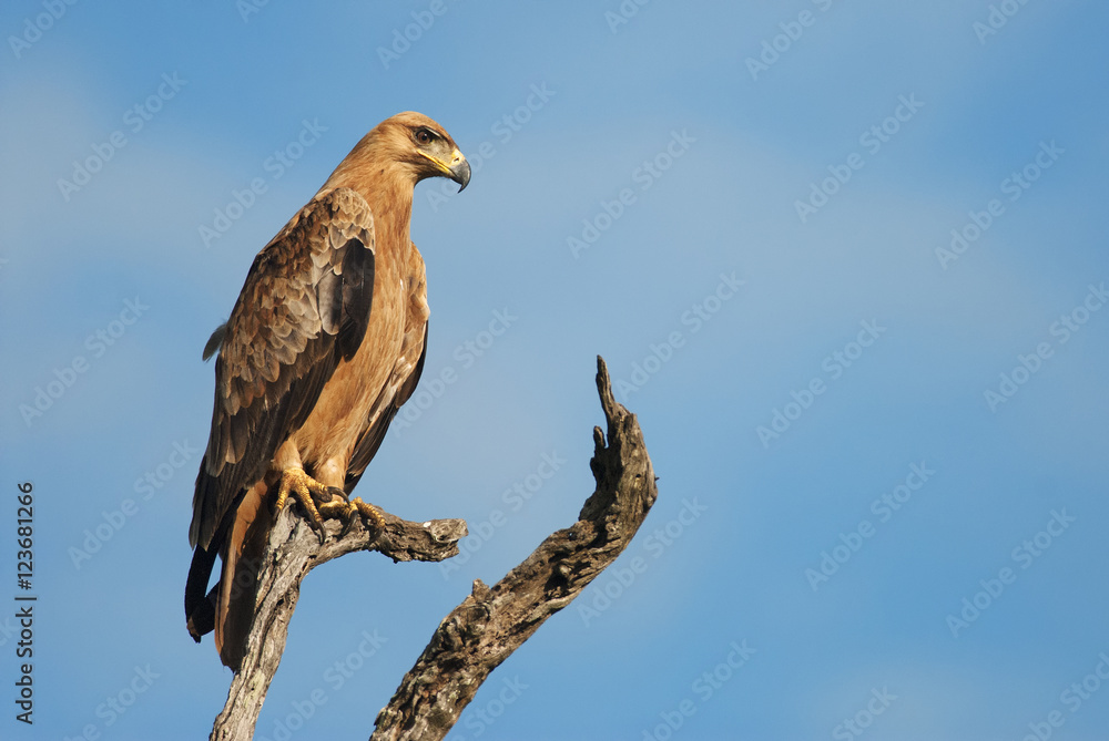 Tawny Eagle, Aquila rapax, Kruger National Park, South Africa Tawny Eagle, Aquila rapax, Kruger National Park, South Africa