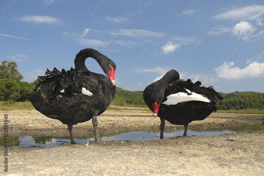 Obraz premium Two black swans Cygnus astratus