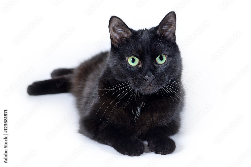 Black cat lying isolated on white background