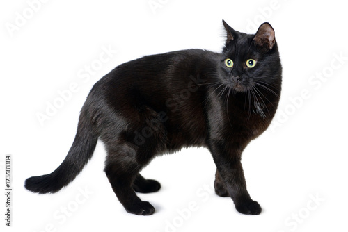 Fototapeta Naklejka Na Ścianę i Meble -  Black cat with a scared look