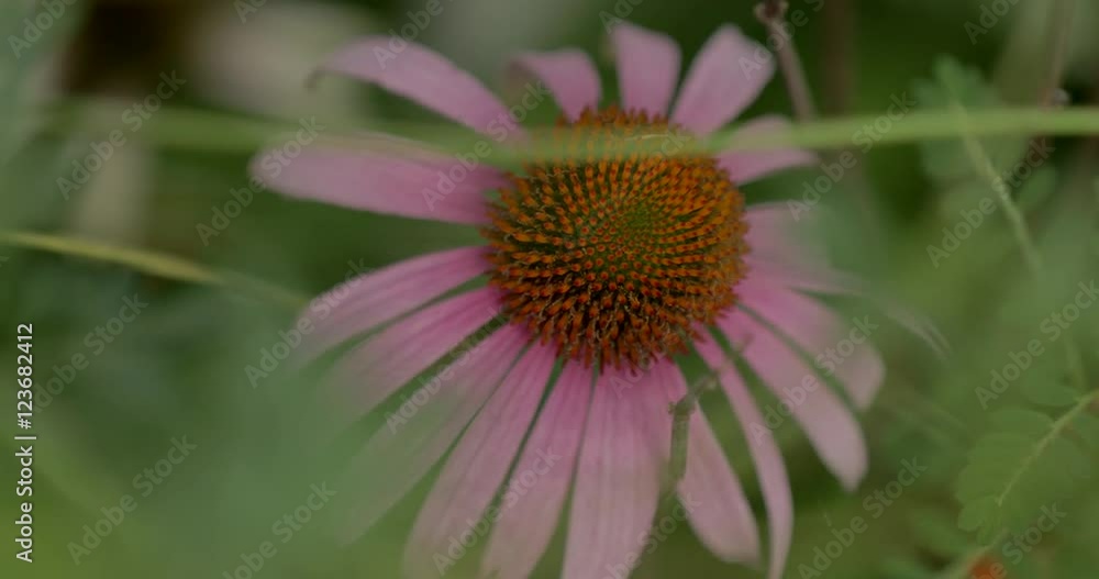 Purple Coneflower or Echinacea flower detail in a garden. Purple Coneflower or Echinacea flower detail in a garden.