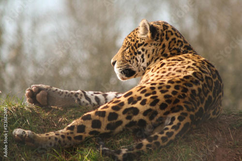 leopard