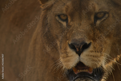Lioness