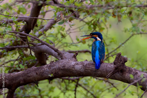 Kingfisher bird sitting on branch with green leaves background © Ittai