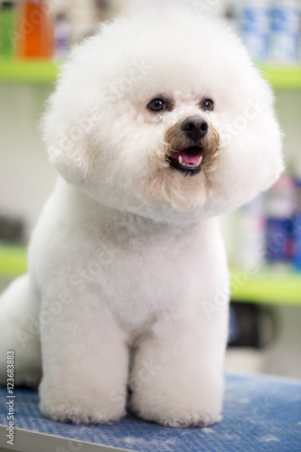 Portrait Bichon Fries photo