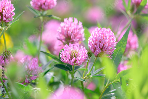 Clover Flowers in the field background