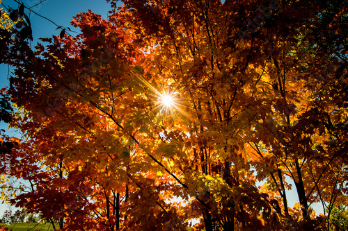 Fall Sun through the trees