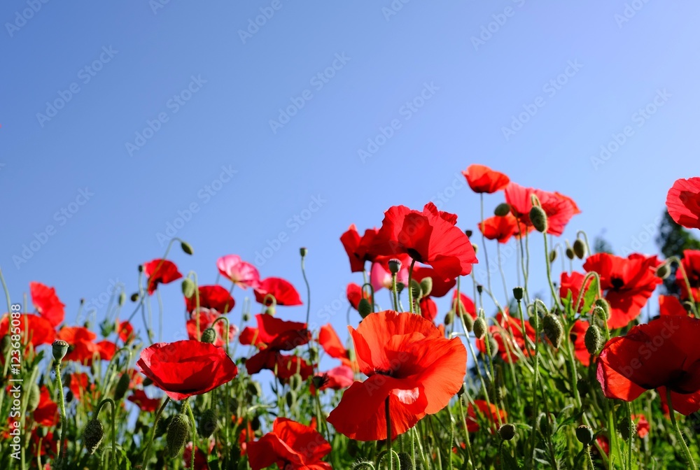 Obraz premium 青空と満開のポピー