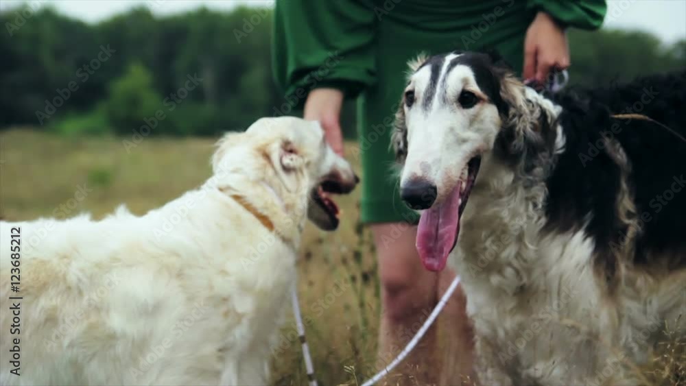 girl in green dress with two Russian greyhounds girl in green dress with two Russian greyhounds