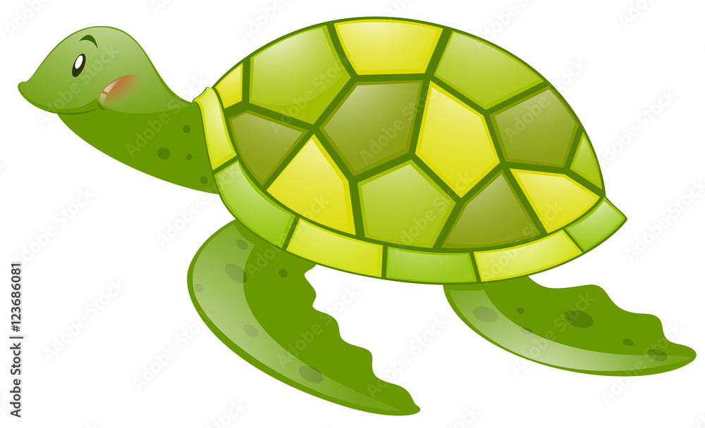 Fototapeta premium Green turtle on white background