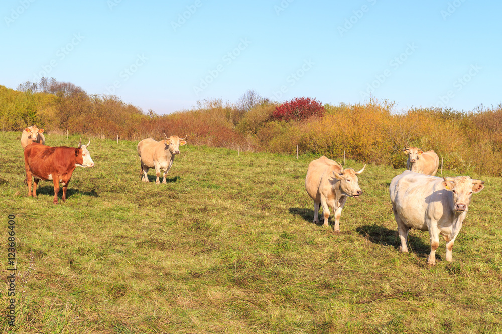 Obraz premium Cows graze in the meadow