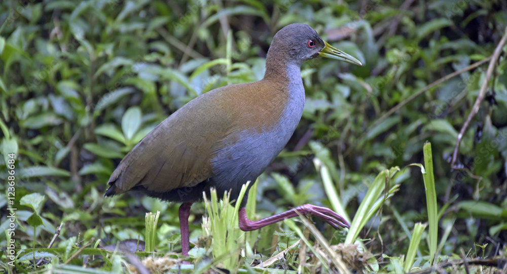 Slaty-breasted wood rail on the edge of the forest Slaty-breasted wood rail on the edge of the forest