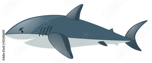 Shark on white background