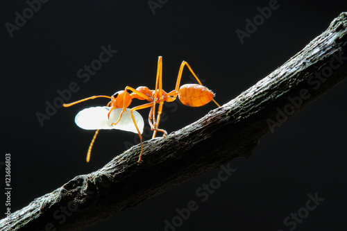 Red Ant with the Egg.  photo