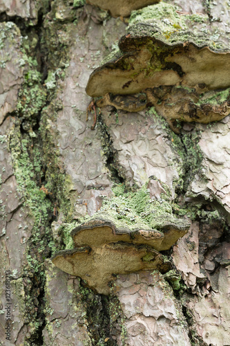 Porodaedalea pini growing on pine tree photo