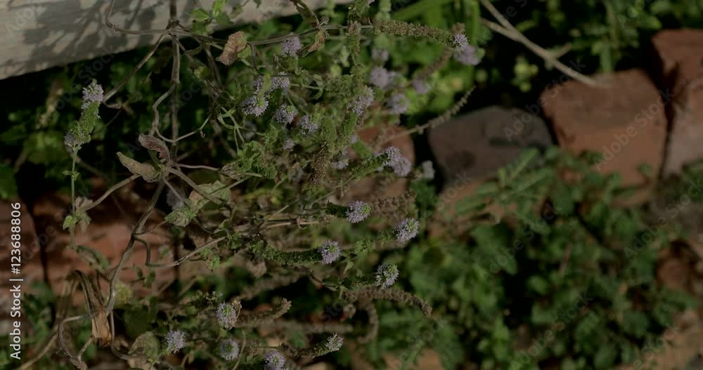 A mint plant flowering in a culinary herb garden. A mint plant flowering in a culinary herb garden.