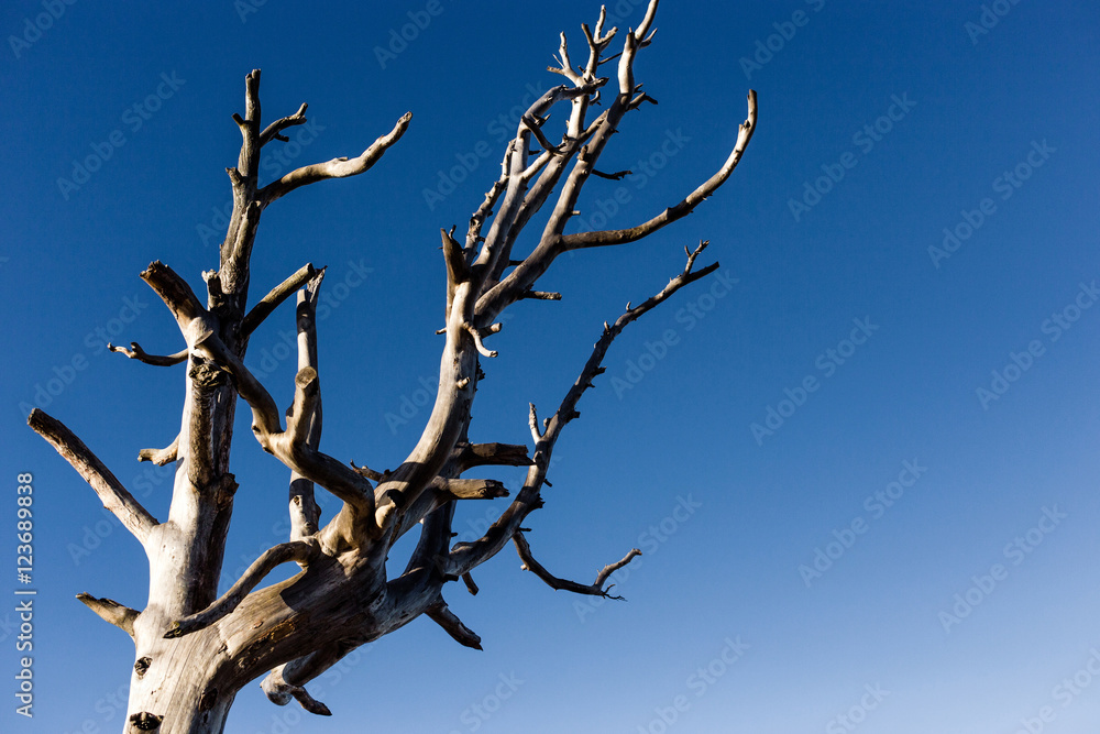 dead trees against blue sky for text. Ecological concept dead trees against blue sky for text. Ecological concept