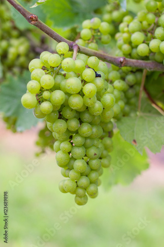 Vinyard grapes on a vine