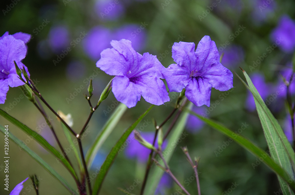 Blossoming ruellia brittoniana flowers closeup Blossoming ruellia brittoniana flowers closeup