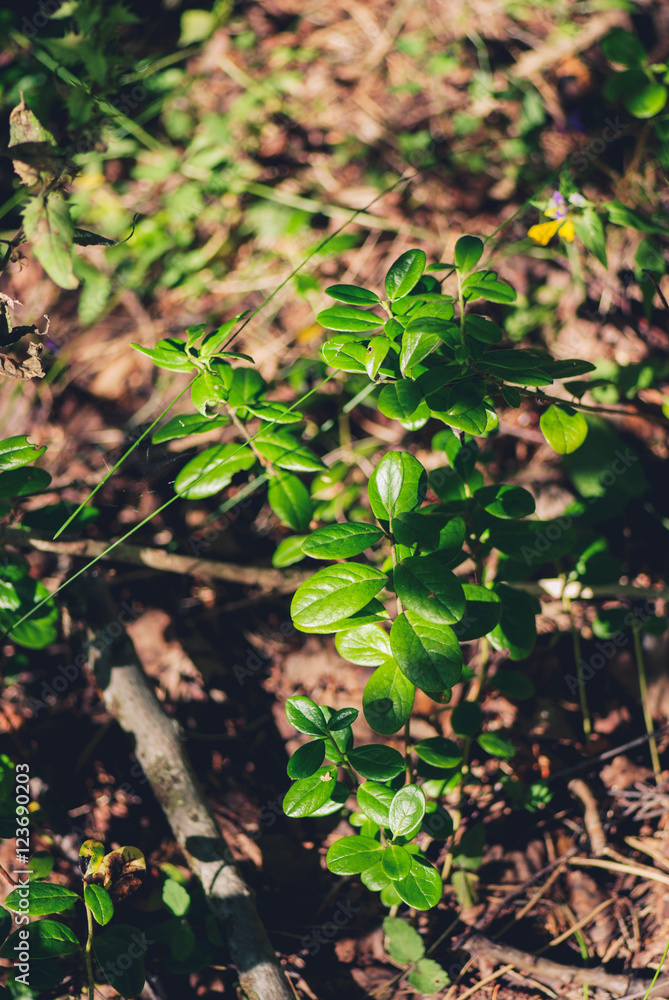 Northern Bilberry bush without berries at sunny day Northern Bilberry bush without berries at sunny day