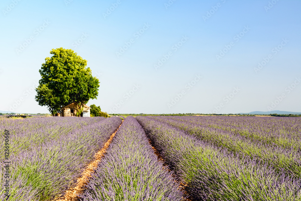 Fototapeta premium Beautiful view on rows and provencal houses.