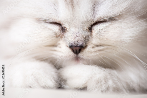 white adorable cat portrait close-up macro shot