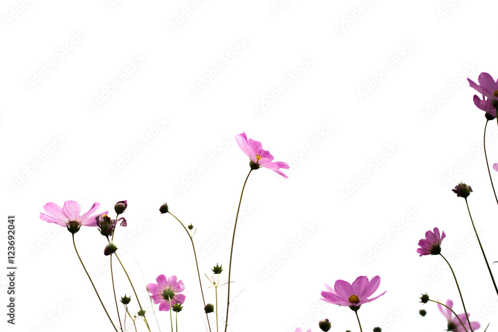 Naklejka premium Pink cosmos flowers in garden close up