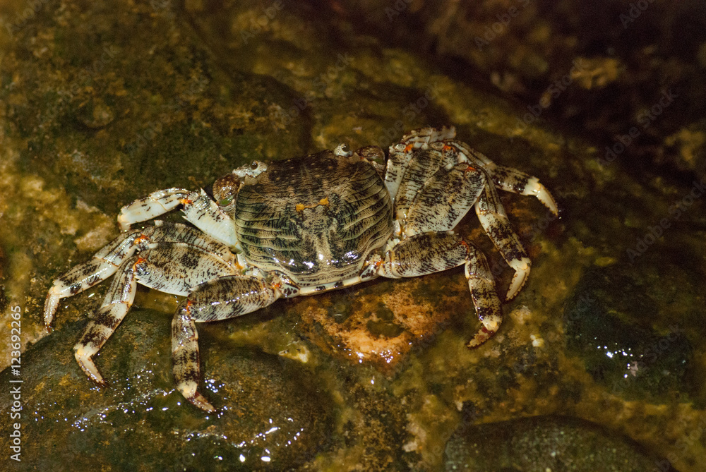 Wet sea crab on the stone at night