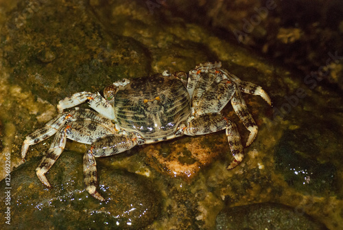 Wet sea crab on the stone at night