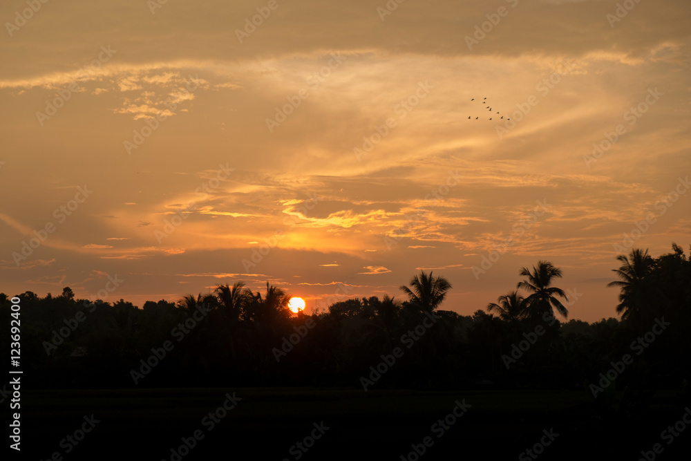 Tropical sunset, palm trees and sun