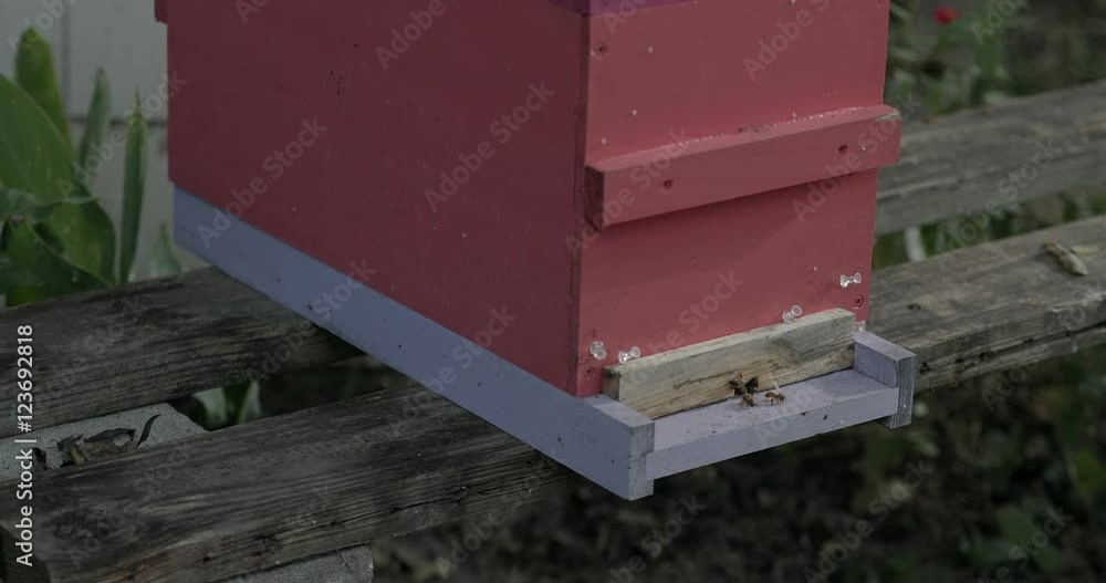 Small beehive with honeybees going in and out. Small beehive with honeybees going in and out.