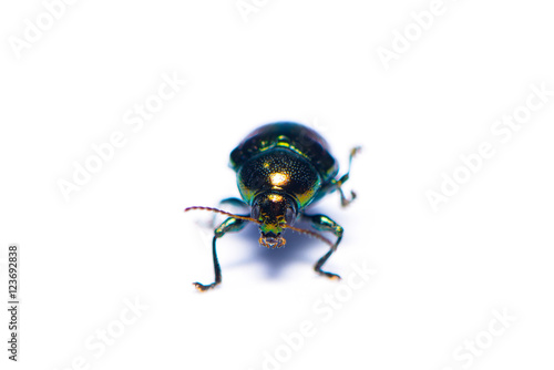 Blue mint beetle isolated on the white background.