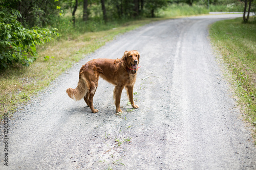 Dog orange playing on path with grass