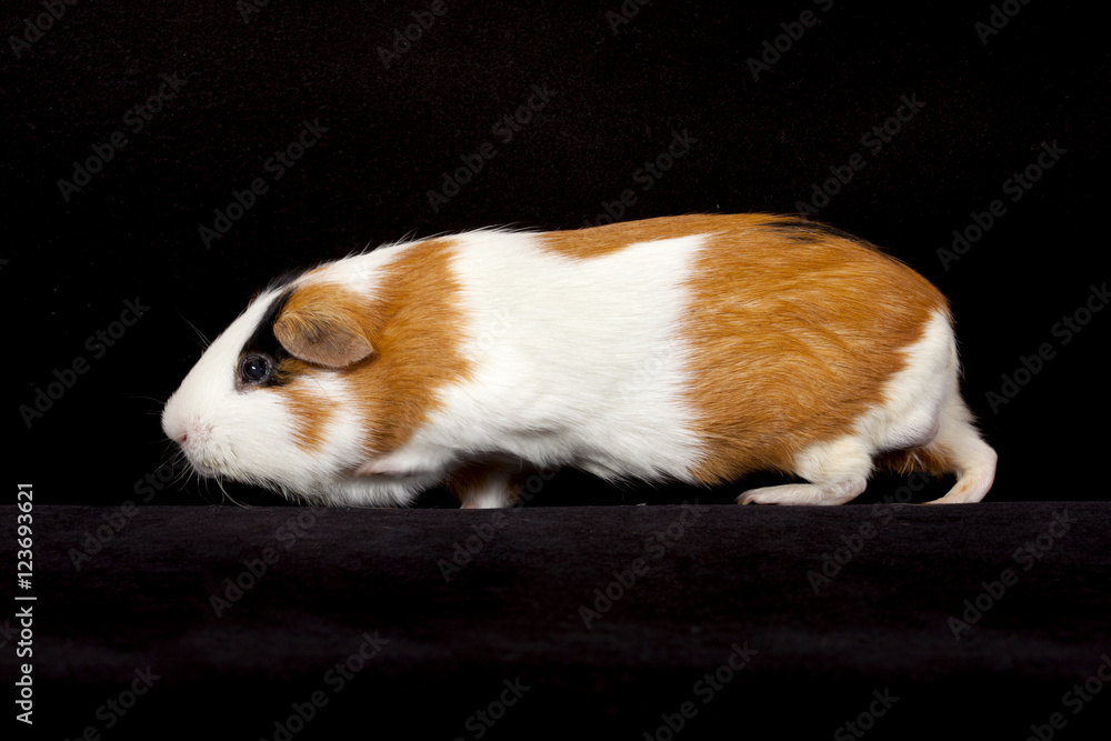 Adult male American Guinea Pig Cavia porcellus on a black