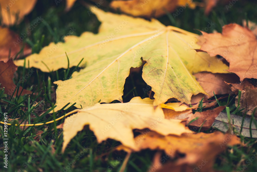 Yellow autumn Maple leaves on green grass Yellow autumn Maple leaves on green grass