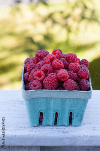 A pint of Fresh picked ripe raspberries , outdoors. Greenery in the background 
