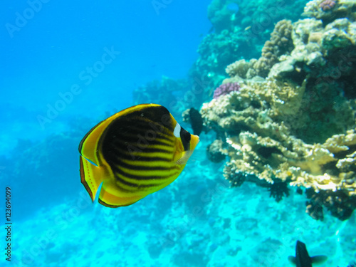 Fototapeta Naklejka Na Ścianę i Meble -  Tropical fish and hard corals in the Red Sea, Egypt. Vacation
