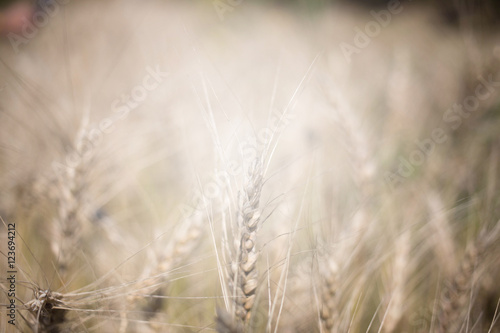 golden wheat field and sunny day