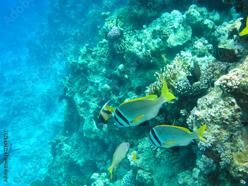 Tropical fish and hard corals in the Red Sea, Egypt. Vacation