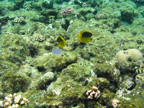 Tropical fish and hard corals in the Red Sea  Egypt. Vacation