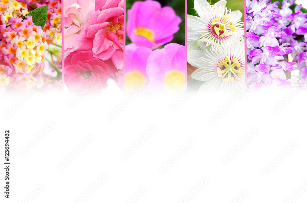 collage of different flower with white background and copy pace for design 