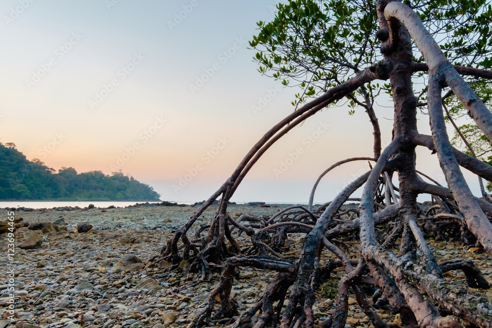 Fototapeta premium background of mangrove in the sea and sky