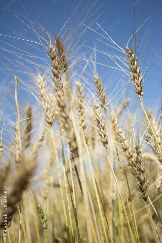 golden wheat field and sunny day golden wheat field and sunny day