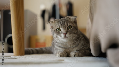 こちらを見つめる飼い猫