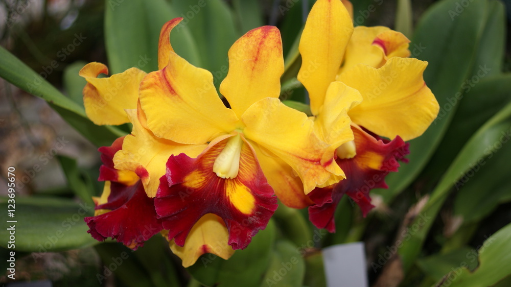 Orange with red lips Cattleya Orchid Orange with red lips Cattleya Orchid