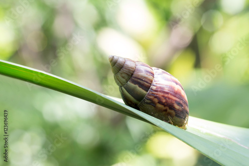 Canvas Print Snail on green leaf in the garden